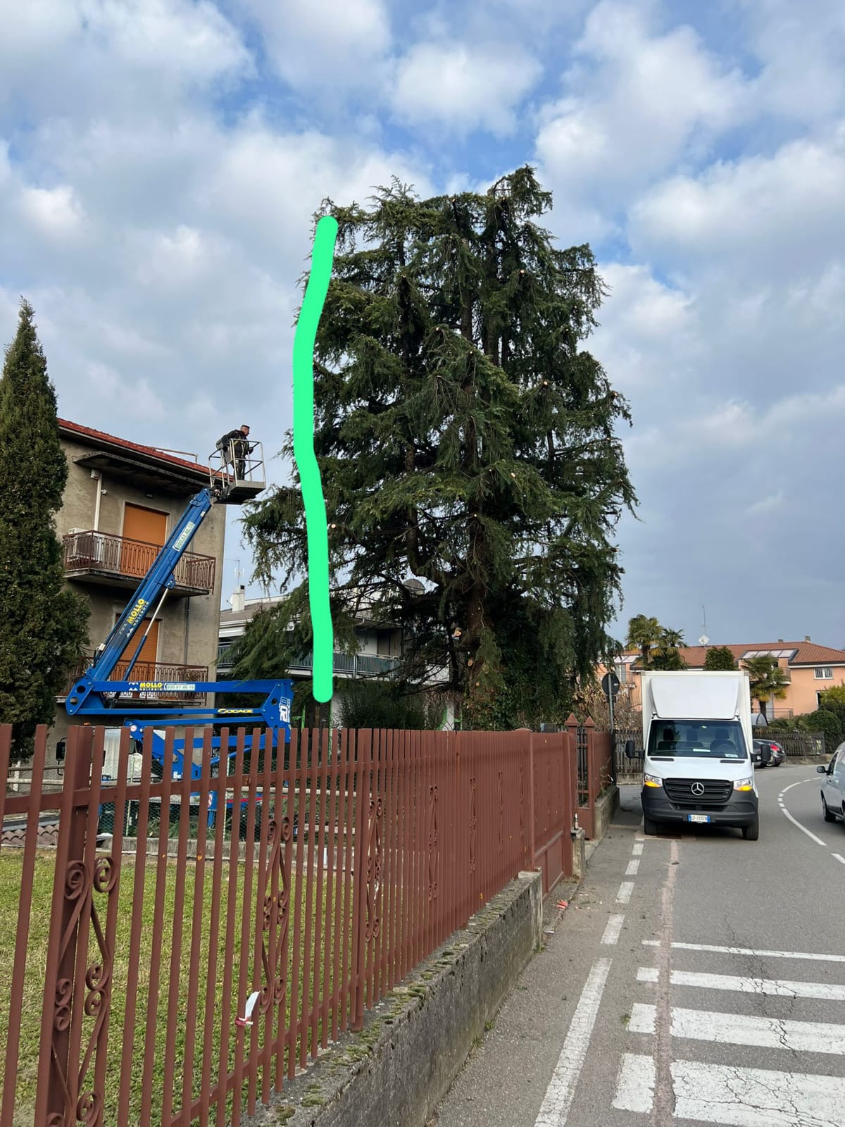 Potatura professionale albero