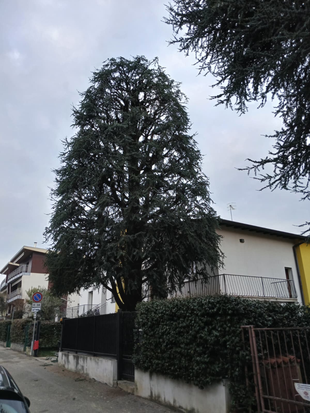 Tree climbing professionale