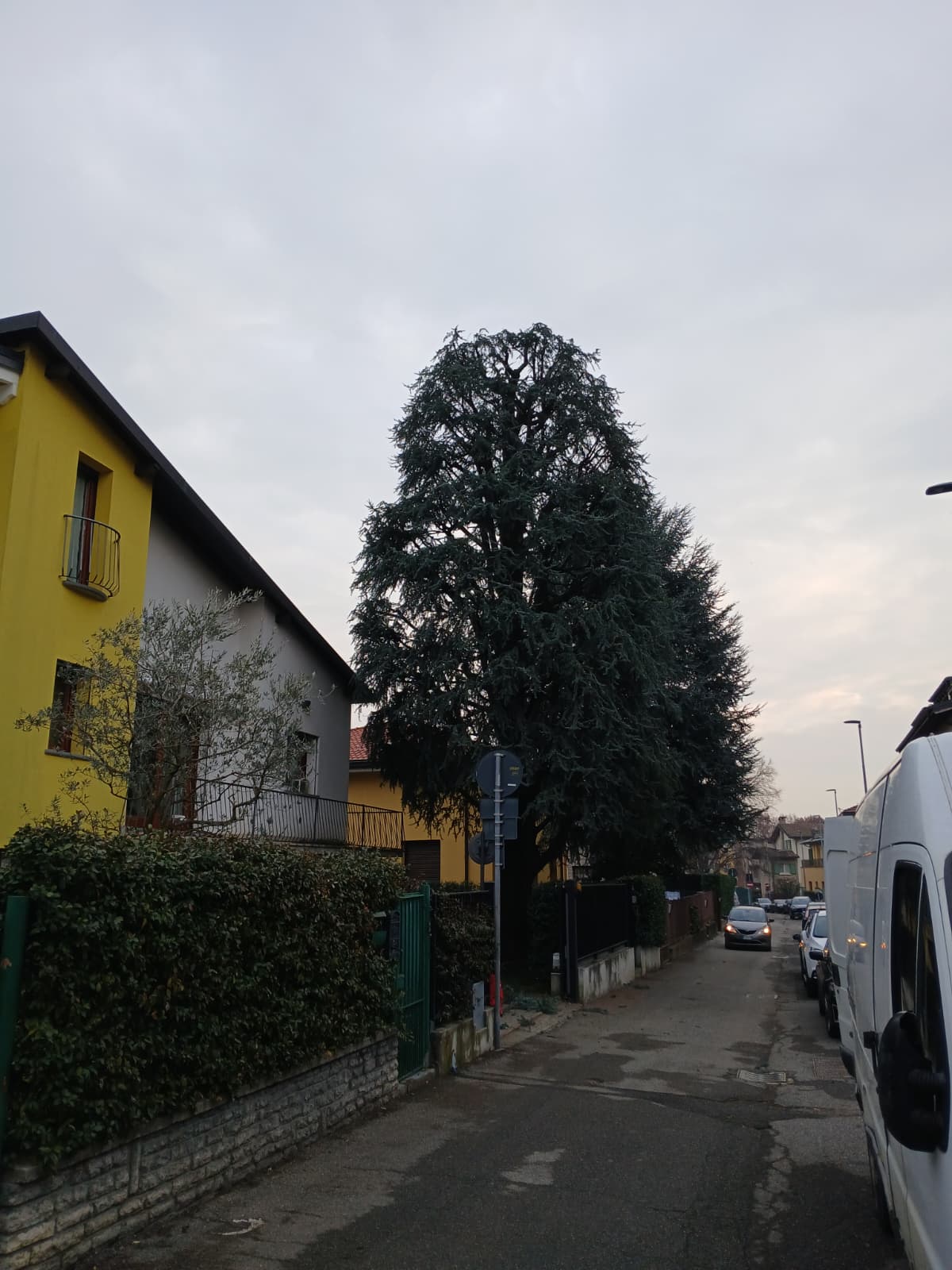 Potatura di mantenimento