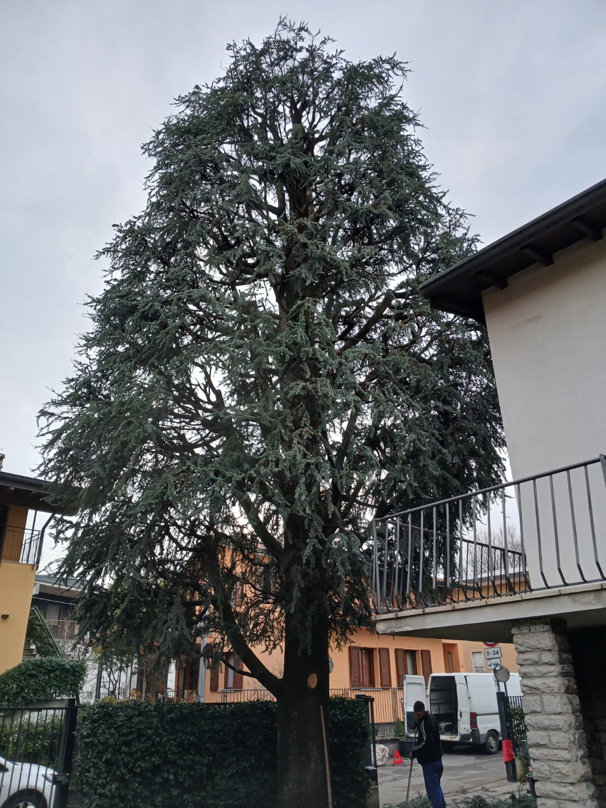 Cura alberi ad alto fusto