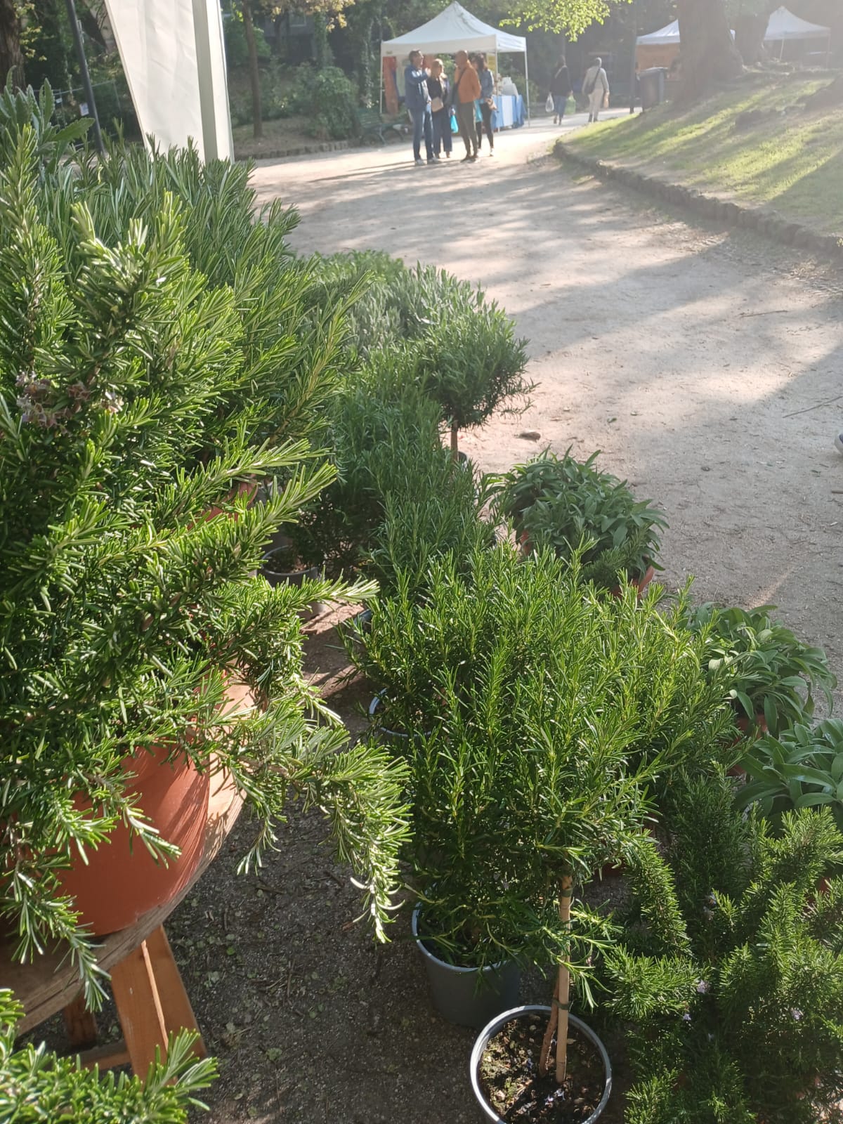 Vivaio professionale